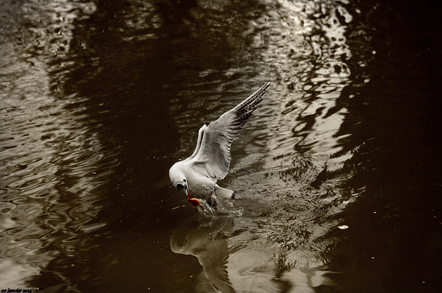 Mouette 2014010801