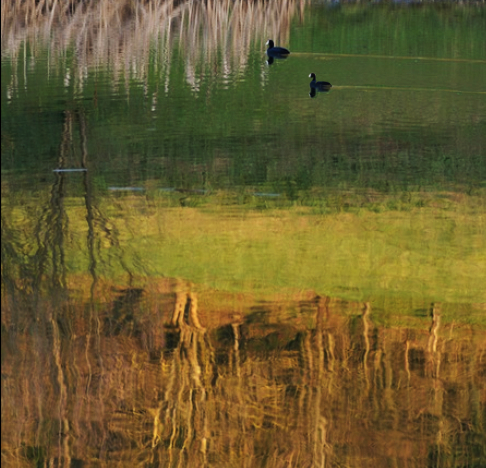 Foulque et canards : AV:AP 2014021101