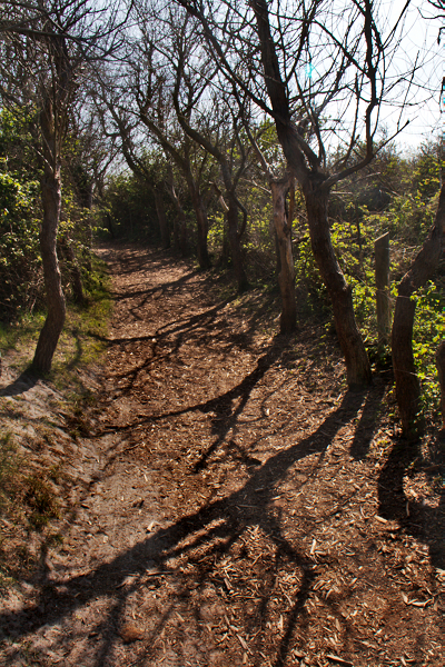 Chemin du marquenterre 2301201304