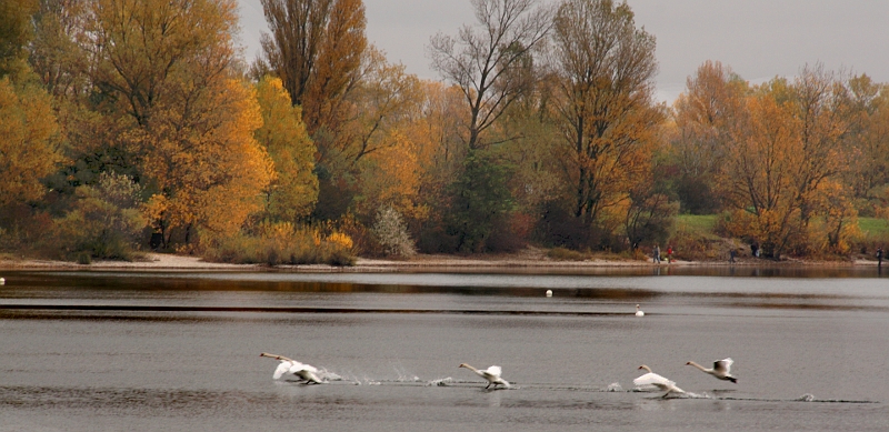 Au bord de l'eau en Automne 28011104