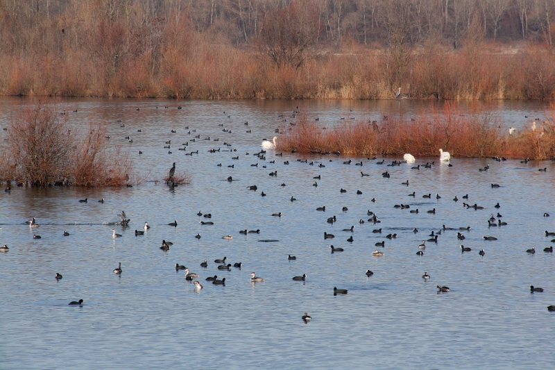 oiseaux divers 28011107