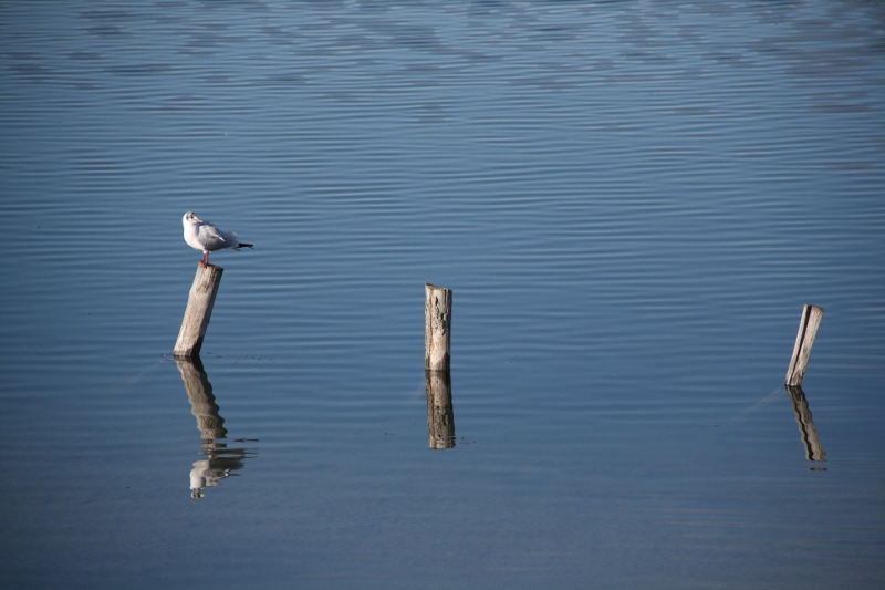 oiseaux divers 28011108