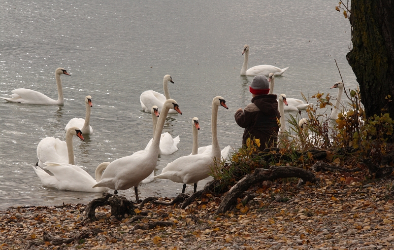 oiseaux divers 28011109