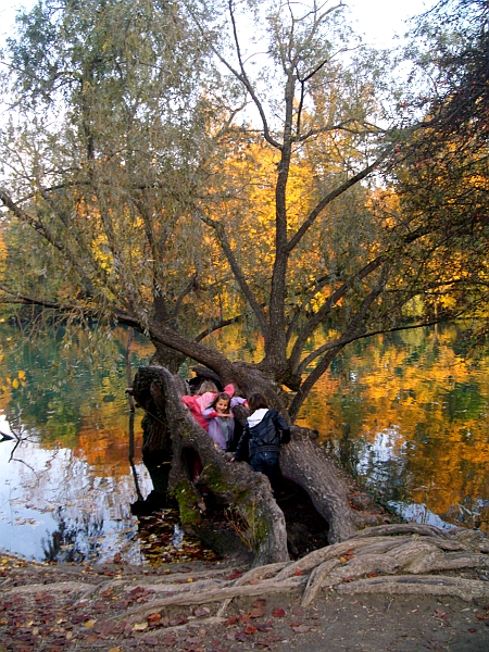 saule pleureur Arbre