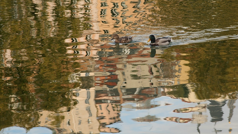 Canards des villes Canard