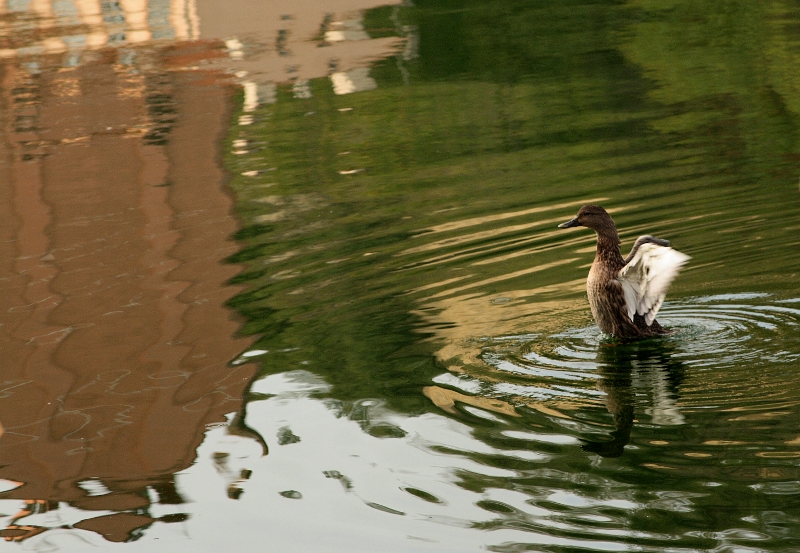 Canards des villes Canard1