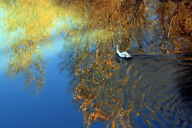 Cygne Cygne