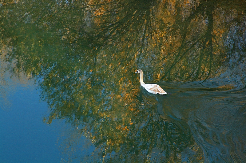 Cygne Cygne1