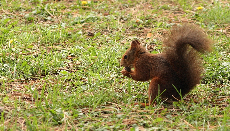 L'Ecureuil roux et sa paire de noix... Ecureuil