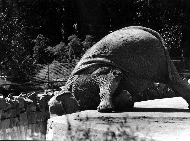 éléphant 2 Elephant