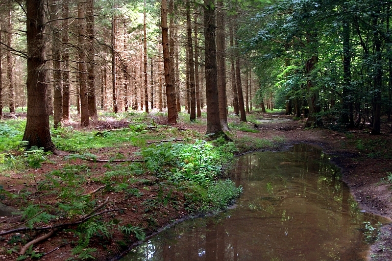 Aout 2009 Forêt de Crecy; Somme Foret03