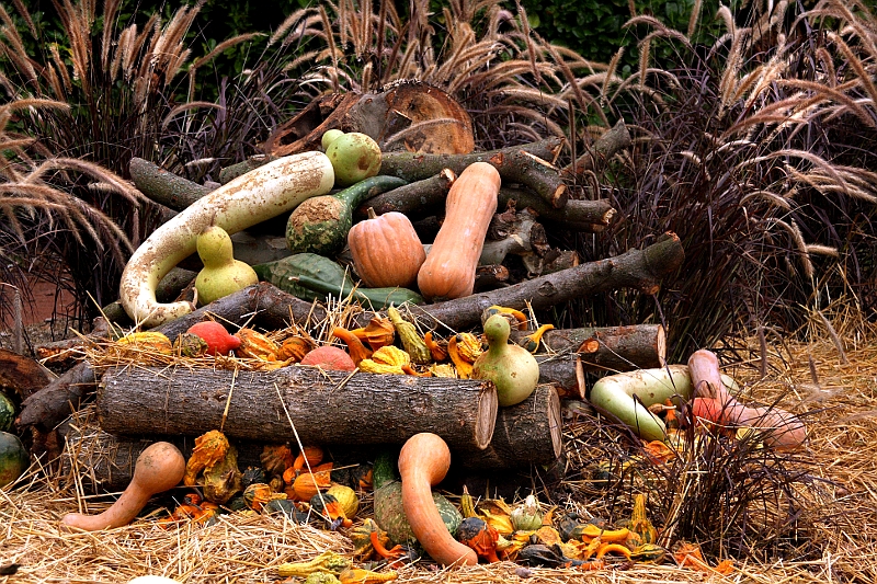 Halloween: nature morte Hallo1