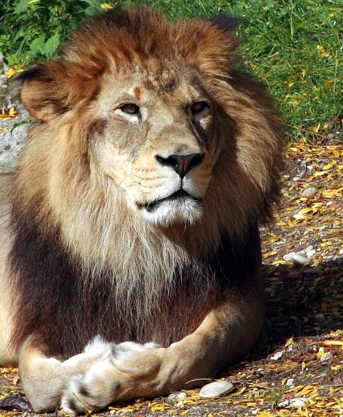 Tête d'OR Lyon