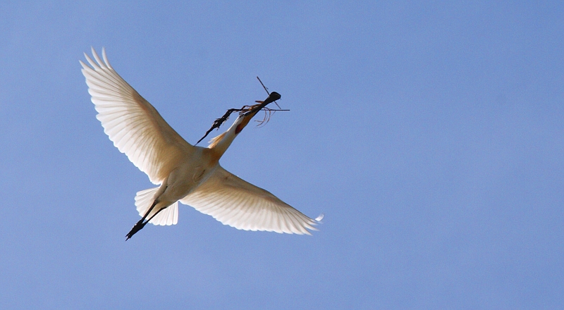 Oiseaux de passage Mar