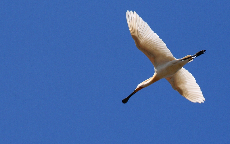 Oiseaux de passage Mar2