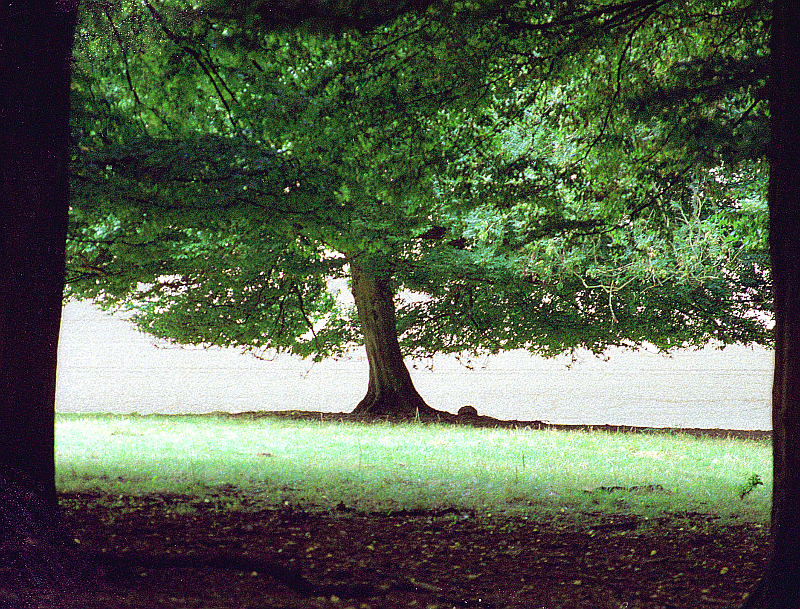 arbre Sousbois