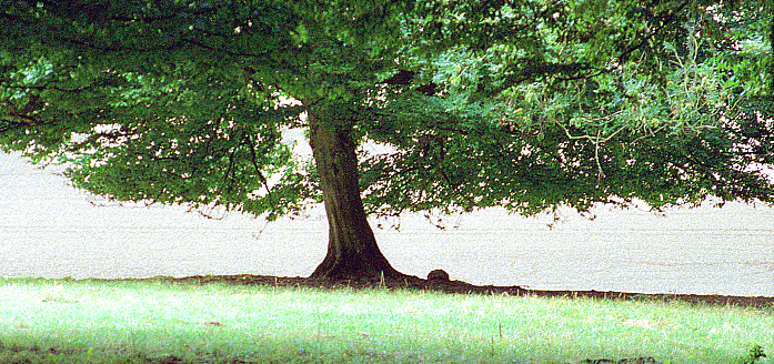 arbre Sousbois1