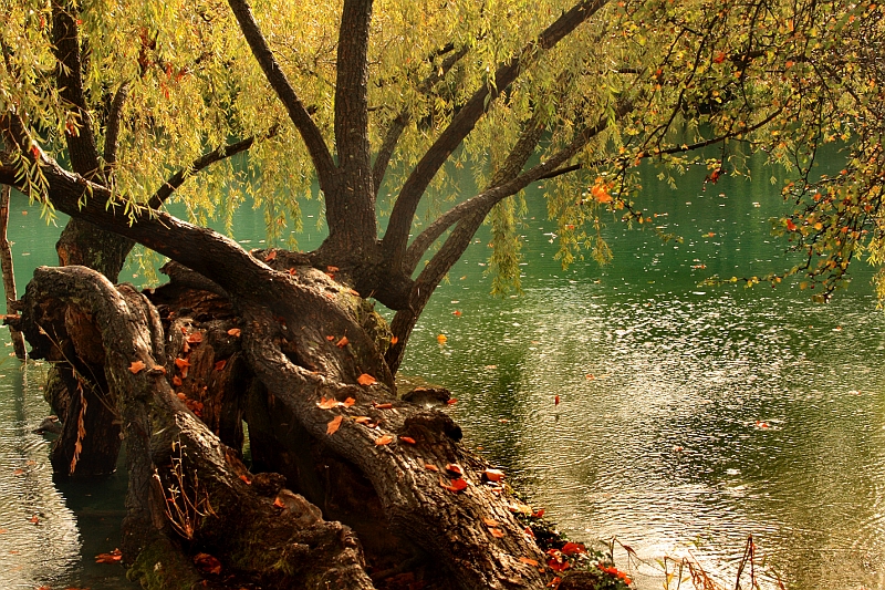 bord du lac  du Parc de la Tête d'Or Sparc