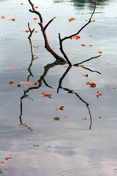 bord du lac  du Parc de la Tête d'Or Sparc2