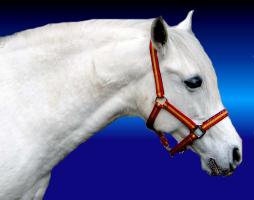 Vos chevaux... Zzdeco_el_rey_fond_bleu