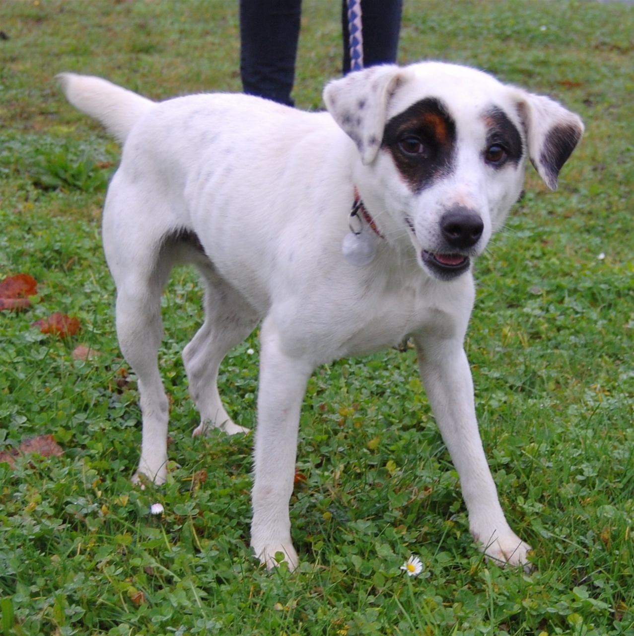 FIDO - x jack russel 4 ans - Refuge Spa de Dunkerque (59) I97845761._szw1280h1280_