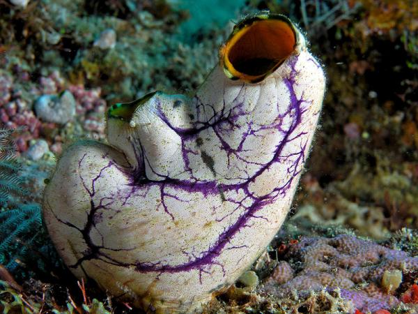 Indonesia’s Komodo National Park 800px-Tunicate_komodo