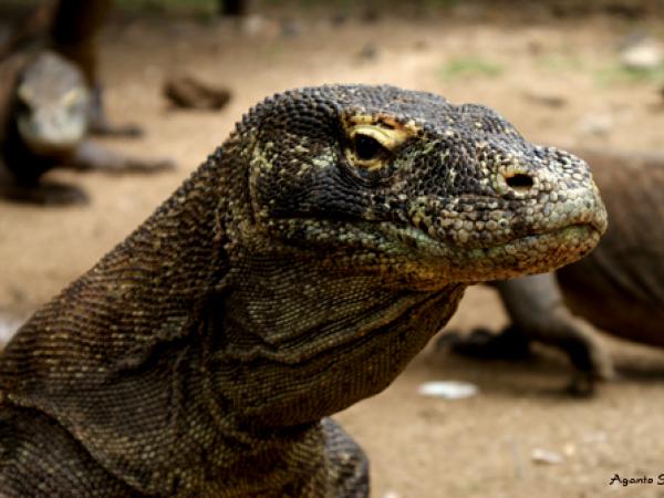 Indonesia’s Komodo National Park Komodo_loh_buaya