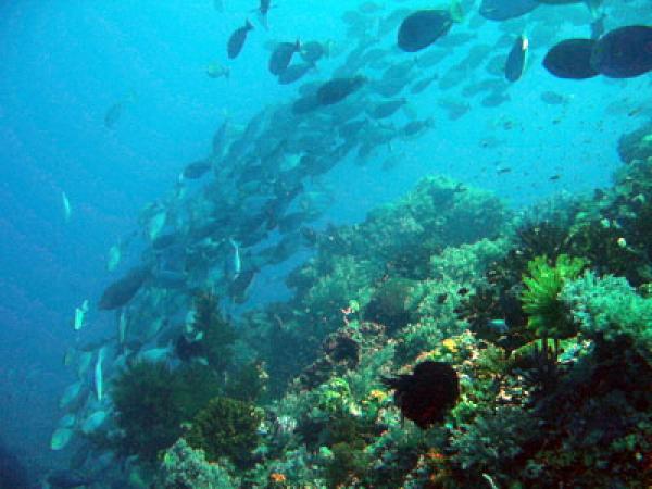 Indonesia’s Komodo National Park Bawahlautkomodo