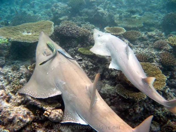 Islands of the Maldives House-reef-squali-chitarra6