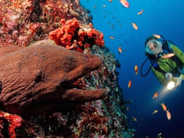 Islands of the Maldives Moray-eel-271108-rex-450