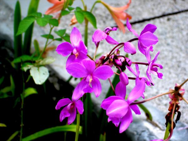 Islands of the Maldives Orchid_1