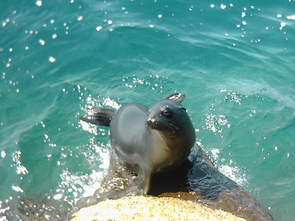 Gallery of Galapagos 171646724_631ceb4ad2