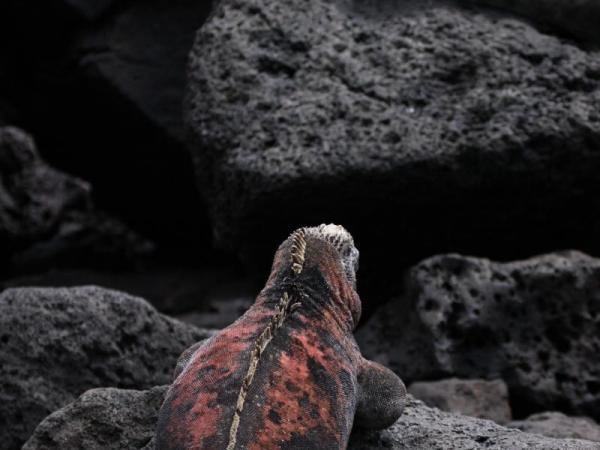 Gallery of Galapagos 349