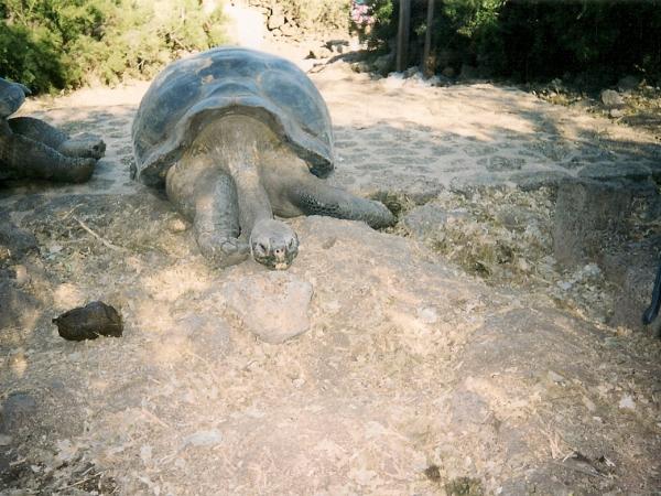 Gallery of Galapagos Escanear0003