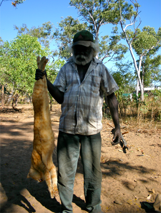 Australian mammals on brink of 'extinction calamity' (Note graphic warning to those squeamish) Feral-cats-arnhem-land