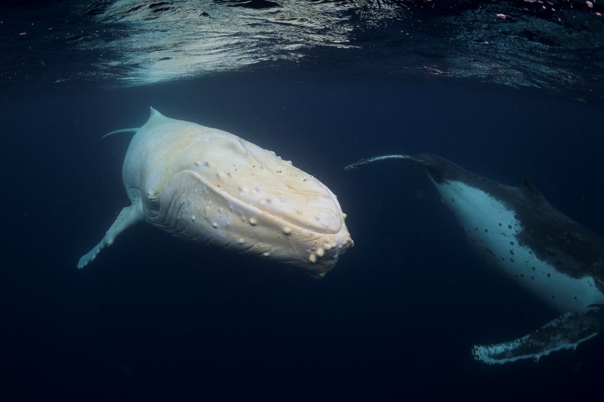 Migaloo, la única ballena albina que se conoce EXCLUSIVE-Video-and-Pics-of-Migaloo-the-Albino-whale-splashing-off-Byron-Bay-3-(Custom)