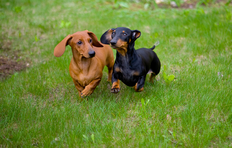 List of Breeds Dachshunds