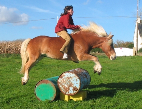 Poney Halfinger Saut_oxer