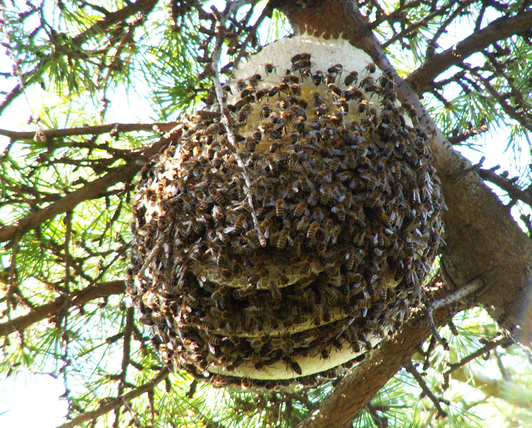 Aux grands mots, les grands remèdes : la ruche de la vie  2-abeilles-ruche