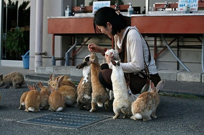 Okunoshima, "La Isla de los Conejos" Okunoshima-rabbit-island-2