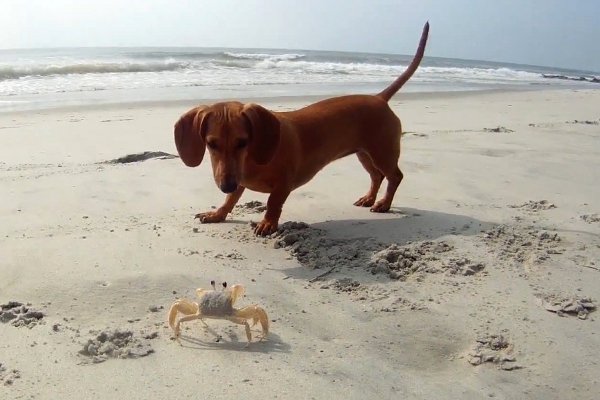 Les Teckels - Page 2 Madaline-dachshund-puppy-with-Crab