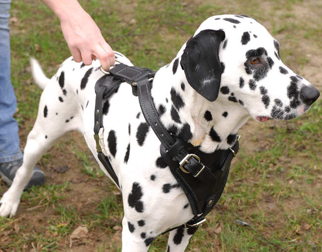 انواع الكلاب وصورها ........ Dalmatian-black-dog-harness-protection-dog-train_LRG