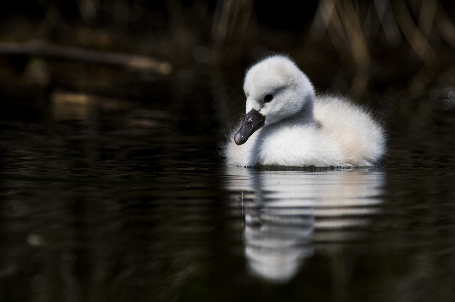 Boule de plume 20150614150945-1a8ebe5d