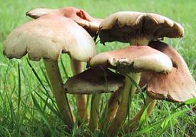 آموزش پرورش قارچ خوراکی  Fungi6