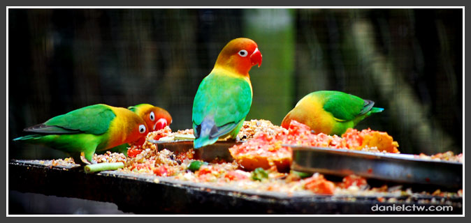 تربية طيور الحب انواعها وأسرارها (تربية وتفريخ) Lovebird