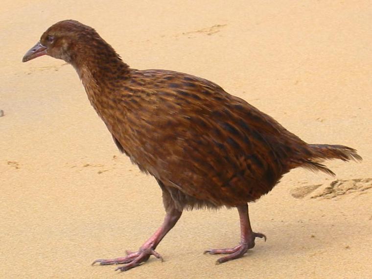 صور اجمل الحيوانات في العالم 1289c-weka