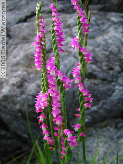 VƯỜN LAN ĐÀO VIÊN Mitake_Spiranthes_sinensis03RC