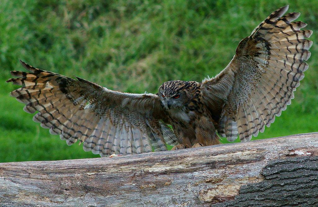 In a Dark, Dark Wood... - Libre Hibou-grand-duc-en-vol-5353a324