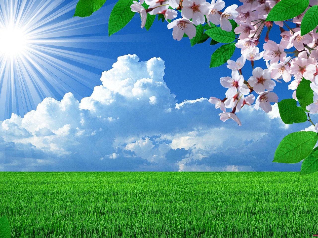 صور لا مثيل لها روعة  - صفحة 35 Nature-spring-flowers-landscapes-trees-sky-landscape-background-images-1280x960