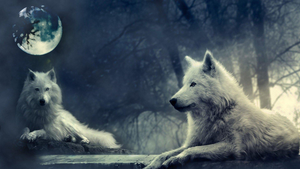 >>>> EL LOBO SOLITARIO <<<< - Página 14 Wolves-the-moon-960x540